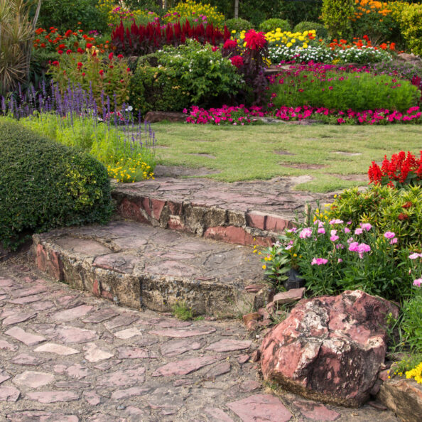 colorful flower in the garden