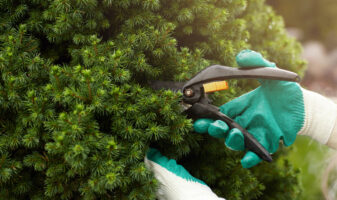 Close up shot of hands in working gloves cutting green bush using pruners in garden. Unrecognizable professional gardener working with hedge shears, trimming plants. Gardening service concept